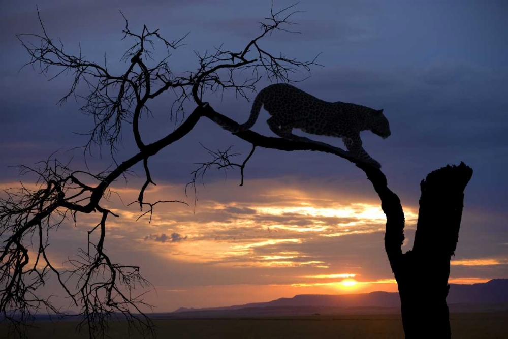 Botswana, Savuti Game Reserve Leopard on branch art print by Jim Zuckerman for $57.95 CAD